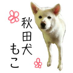 [LINEスタンプ] 秋田犬もこ