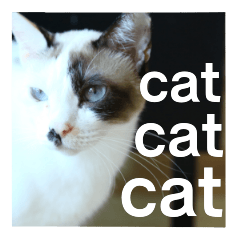 [LINEスタンプ] 猫ねこネコ写真スタンプの画像（メイン）