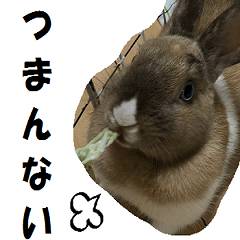 [LINEスタンプ] 毒舌ウサギさん