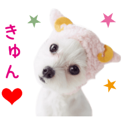[LINEスタンプ] リアルDOG マルチーズモデル犬 モコちゃんの画像（メイン）