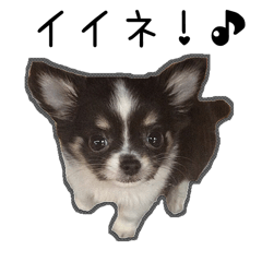 [LINEスタンプ] 子犬のむぎとこめ 