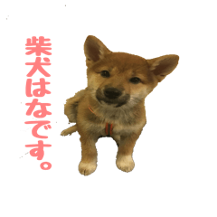 [LINEスタンプ] 柴犬はなです。