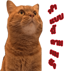 [LINEスタンプ] Toff 