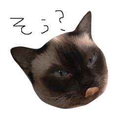 [LINEスタンプ] もうわかんないねこ