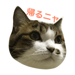 [LINEスタンプ] ごまの日常会話