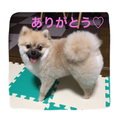 [LINEスタンプ] ポメチワ★ぽんすけ