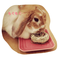 [LINEスタンプ] うさぎのもっち☆彡