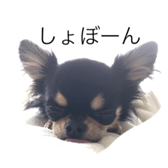 [LINEスタンプ] 黒チワワ
