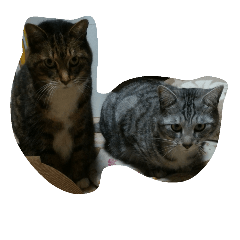 [LINEスタンプ] ねこべぇ