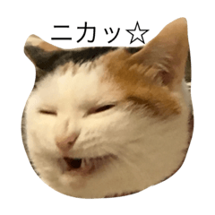 [LINEスタンプ] 愛しのたまこちゃん