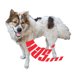 [LINEスタンプ] Bangkaew Thai
