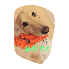 [LINEスタンプ] 犬 ミニチュアダックス