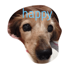 [LINEスタンプ] みさき家のHAPPY DOG