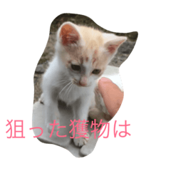 [LINEスタンプ] ねこねこねこ1