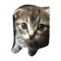 [LINEスタンプ] スコティッシュのここちゃん