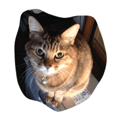 [LINEスタンプ] うちのネコ シフォンさんの画像（メイン）