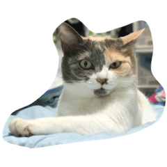 [LINEスタンプ] うす、びーやん、みーたろう