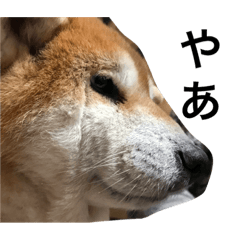 [LINEスタンプ] 柴犬りんちゃん おはつ