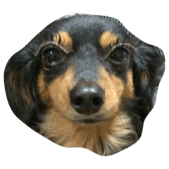 [LINEスタンプ] リリー 犬