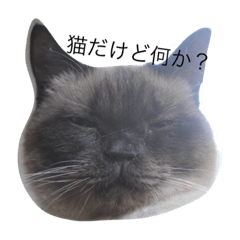 [LINEスタンプ] 渋い顔の猫