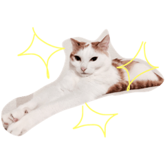 [LINEスタンプ] りんごザキャット、シリーズ1