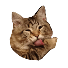 [LINEスタンプ] 愛猫ライト