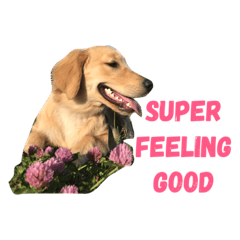 [LINEスタンプ] 犬のいる生活 ①