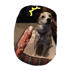 [LINEスタンプ] 雑種な犬スタンプ