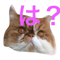 [LINEスタンプ] エキゾチックショートヘア麻呂