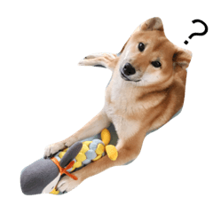 [LINEスタンプ] 柴犬ひめ