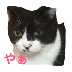 [LINEスタンプ] 八割れマメ