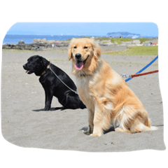 [LINEスタンプ] Cute Retriever