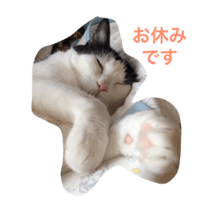 [LINEスタンプ] 猫の気分
