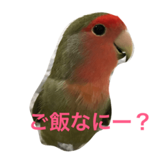 [LINEスタンプ] コザクラインコ ぴよまる