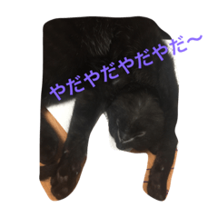 [LINEスタンプ] 黒猫くん パート1