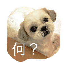 [LINEスタンプ] シーズーのモモタン