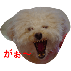 [LINEスタンプ] トイプードルの紫杏(シフォン)の犬日記
