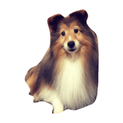 [LINEスタンプ] シェットランド・シープドッグ