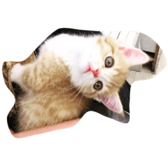 [LINEスタンプ] キラリ
