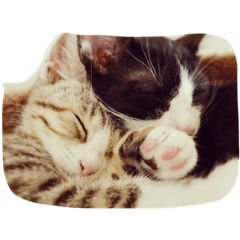 [LINEスタンプ] ハチとクゥ