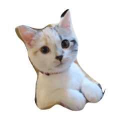 [LINEスタンプ] 猫きなこ