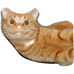 [LINEスタンプ] 猫ちゃんの表情