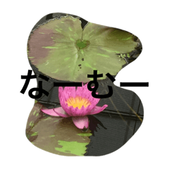 [LINEスタンプ] わわいい
