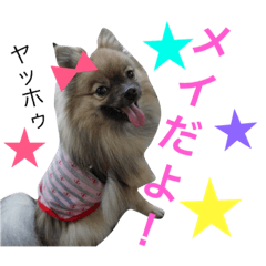 [LINEスタンプ] メイちゃんの日常