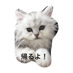[LINEスタンプ] 猫のわたあめ 