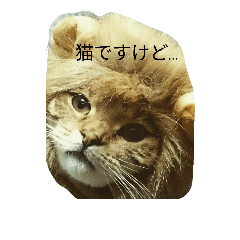 [LINEスタンプ] 猫のまろさん