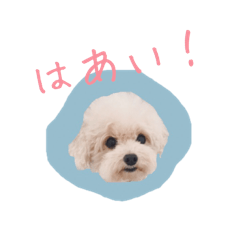 [LINEスタンプ] トイプードルのロッタ 