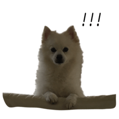 [LINEスタンプ] レオスタンプ 