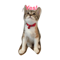 [LINEスタンプ] 猫ミーナ 