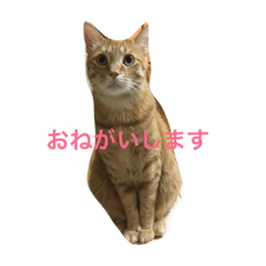 [LINEスタンプ] にぼとじゅん 